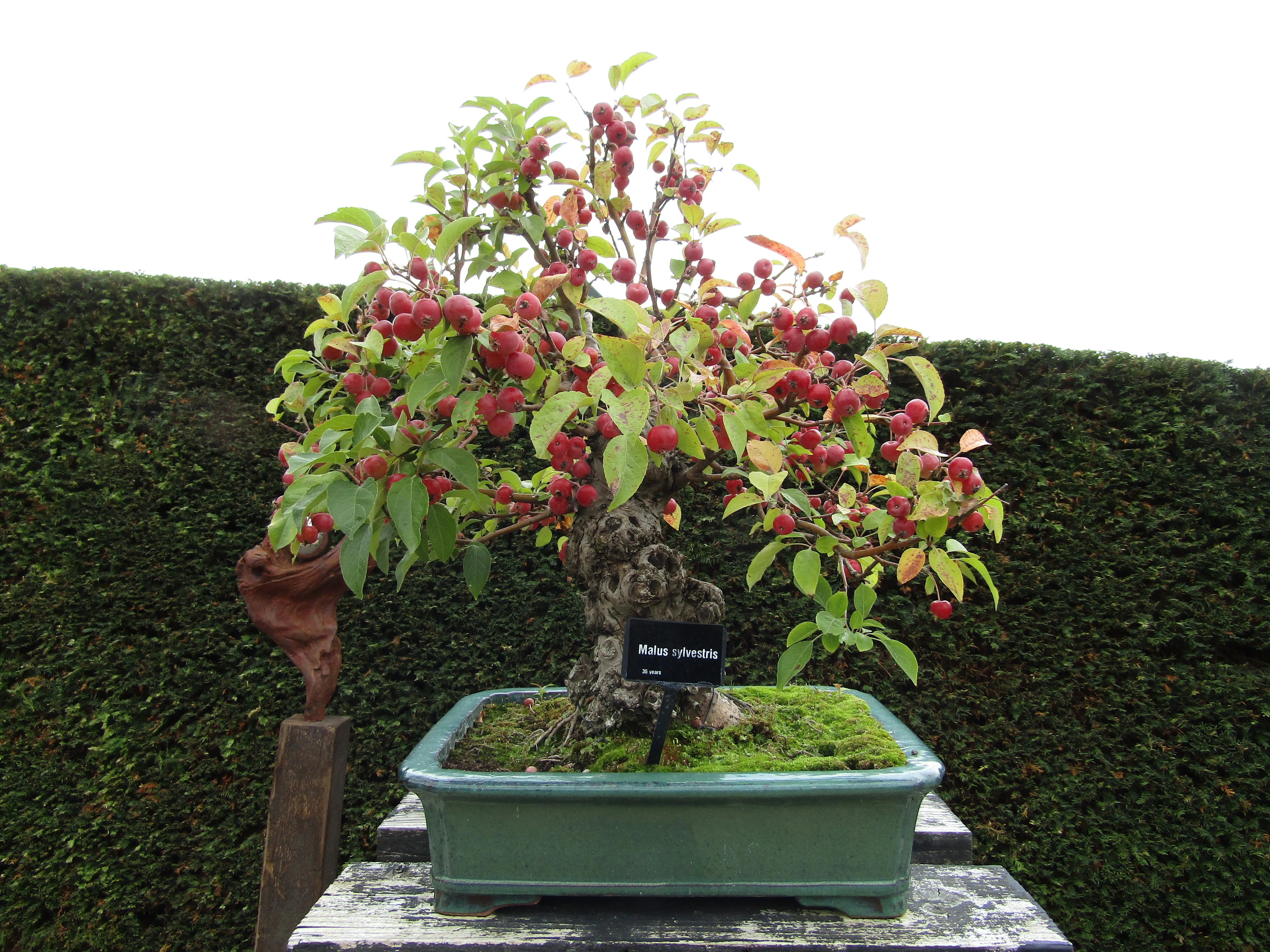 European Crab Apple Malus sylvestris 10 Seeds  USA Company