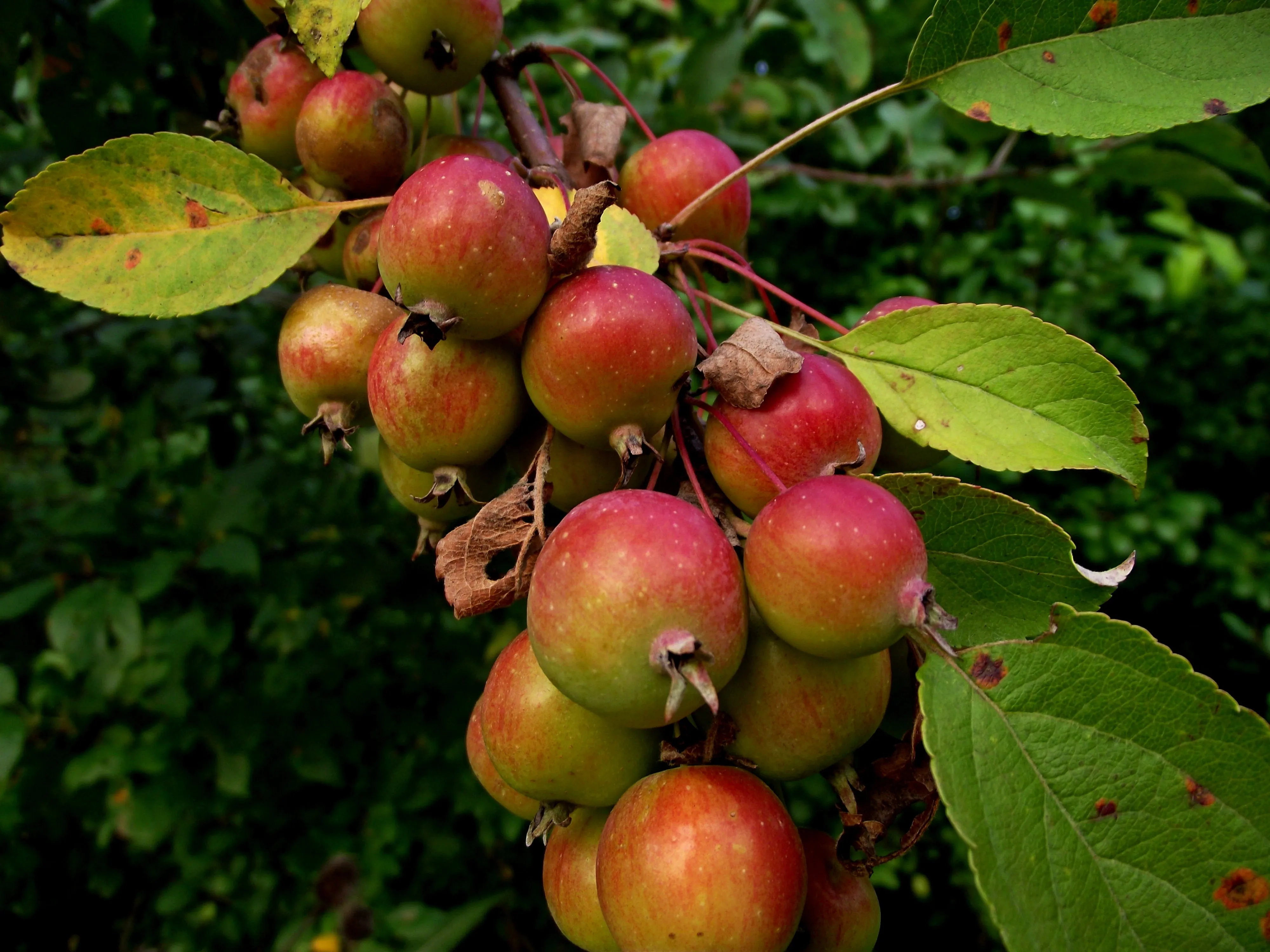 European Crab Apple Malus sylvestris 10 Seeds  USA Company